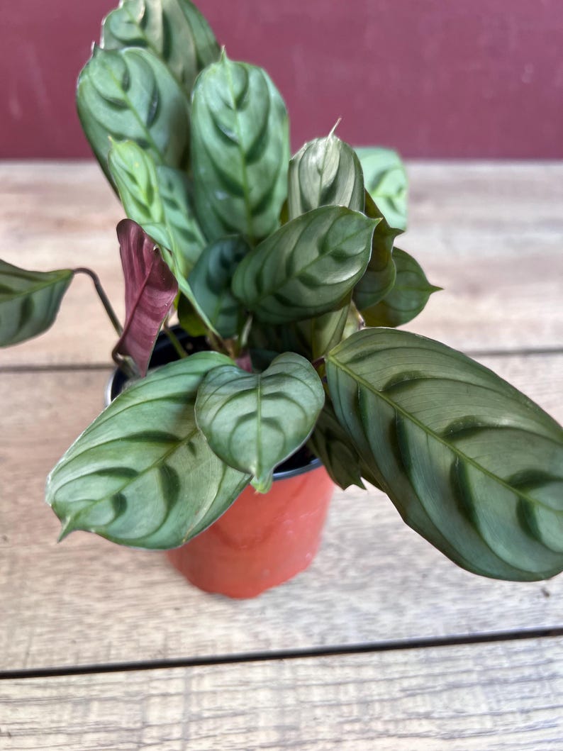 Calathea Burle Marx Fishbone Prayer Plant 4-Inch Pot Ctenanthe Burle-Marxii Tropical Indoor Non-Toxic to Pets