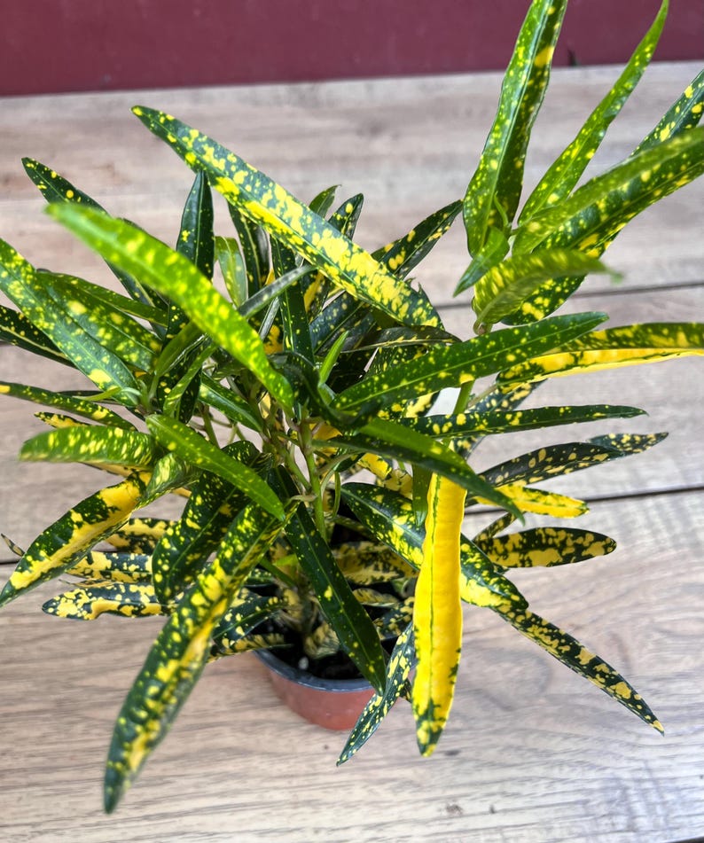 Croton Sunny Star Houseplant in 4" Pot, Colorful Foliage, Codiaeum Variegatum, Indoor/Outdoor Tropical Plant