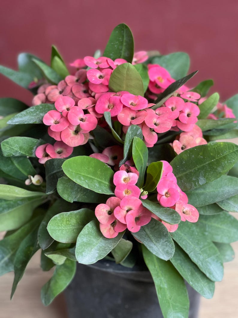 Crown of Thorns Plant in 6" Pot | Pink Flowers | Euphorbia milii | Drought Tolerant Indoor/Outdoor Succulent