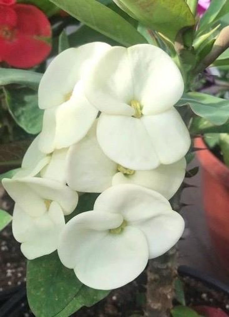 Crown of Thorns Plant 6" Pot White Euphorbia milii Hardy Indoor Outdoor Succulent Flowering