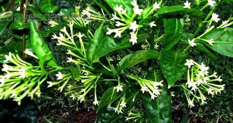 Night Blooming Jasmine Plant in 6" Pot, Cestrum Nocturnum, Fragrant Indoor Outdoor Flowering Shrub