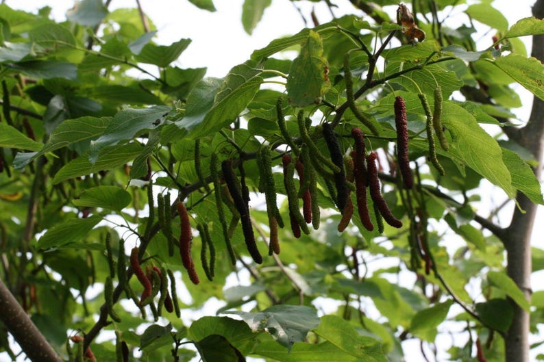 Pakistan Mulberry Fruit Tree - 1 ft Tall in 6" Pot | Black Mulberries Morus nigra