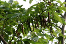 Pakistan Mulberry Tree - 3 Gal Pot - Black Mulberries - Morus nigra - Fruit Plant for Garden