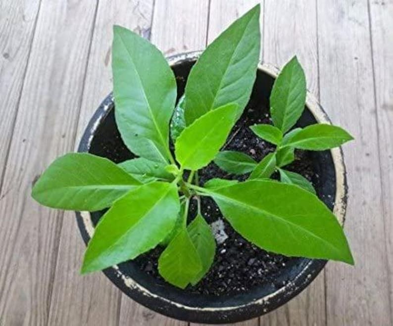 Gynura Procumbens Plant - Live Edible Green Herb in 3" Pot - Longevity Spinach for Salads & Smoothies