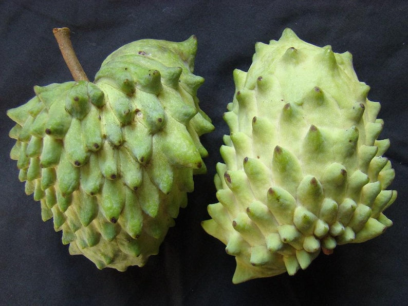 Atemoya Live Plant in 3-Gallon Pot – Geffner Variety, Annona atemoya, Fragrant Fruit, 2 Feet Tall