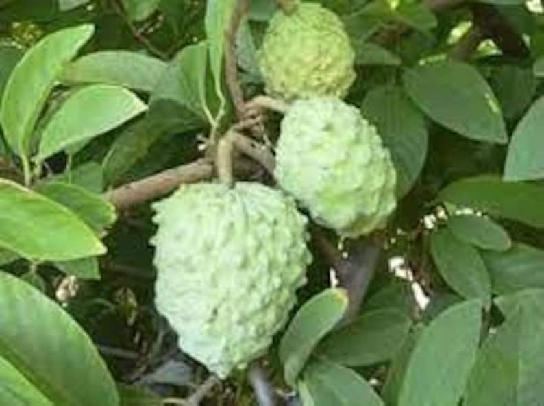 Atemoya Fruit Tree Live Plant in 3-Gallon Pot | Annona squamosa x cherimola | Tropical, Edible Fruit