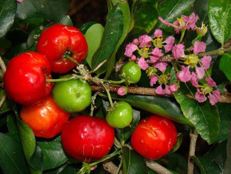 Barbados Cherry Plant in 3 Gal Pot - Acerola Variety with Sweet Fruit