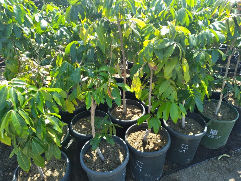 Kohala Longan Live Plant - 3 Feet Tall Air Layered Tree - Dimocarpus longan