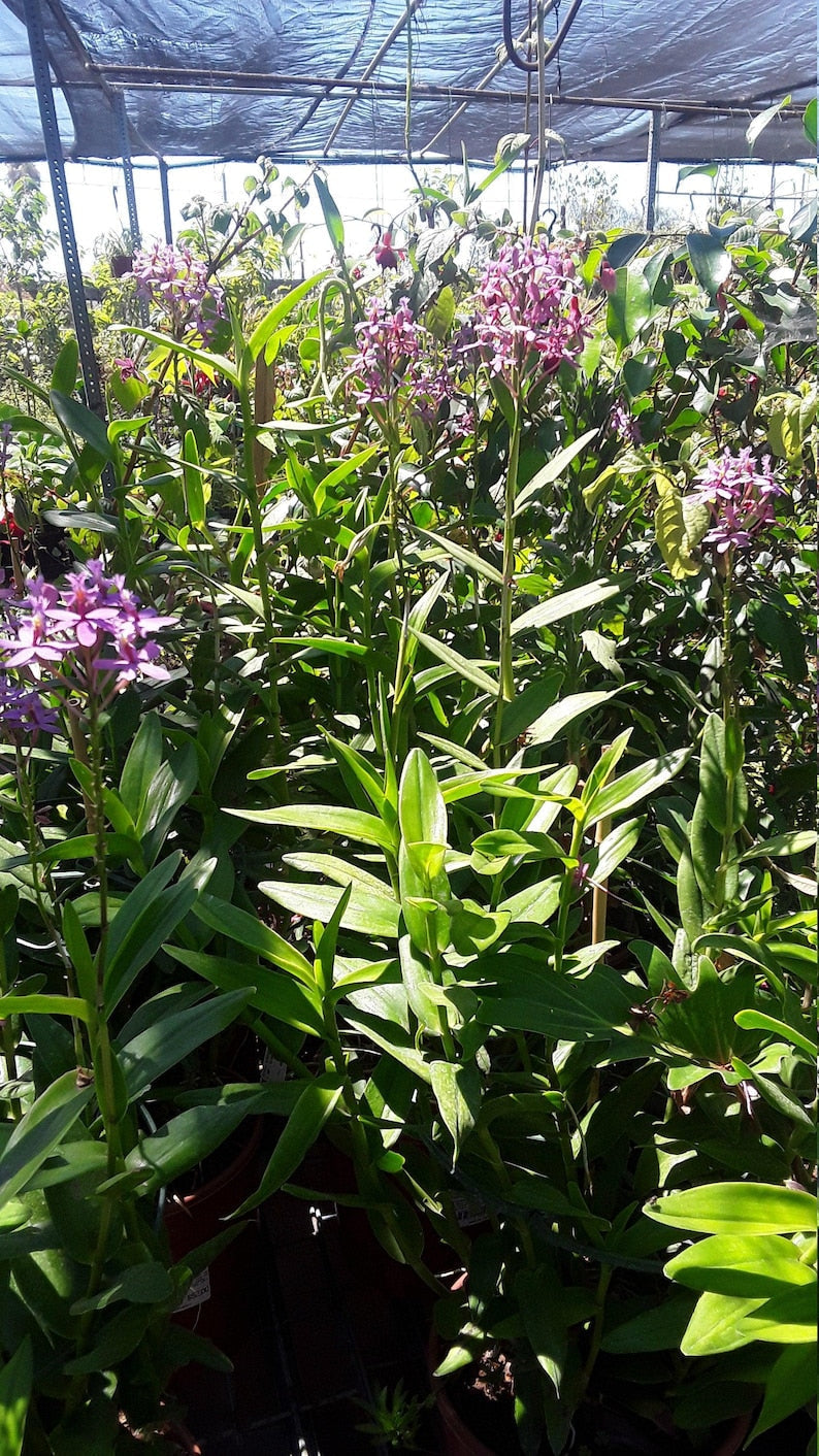 Purple Epidendrum Orchid Plants in 6" Pot – Vibrant Purple Blooms – Easy Care Houseplant – Epidendrum Orchidaceae