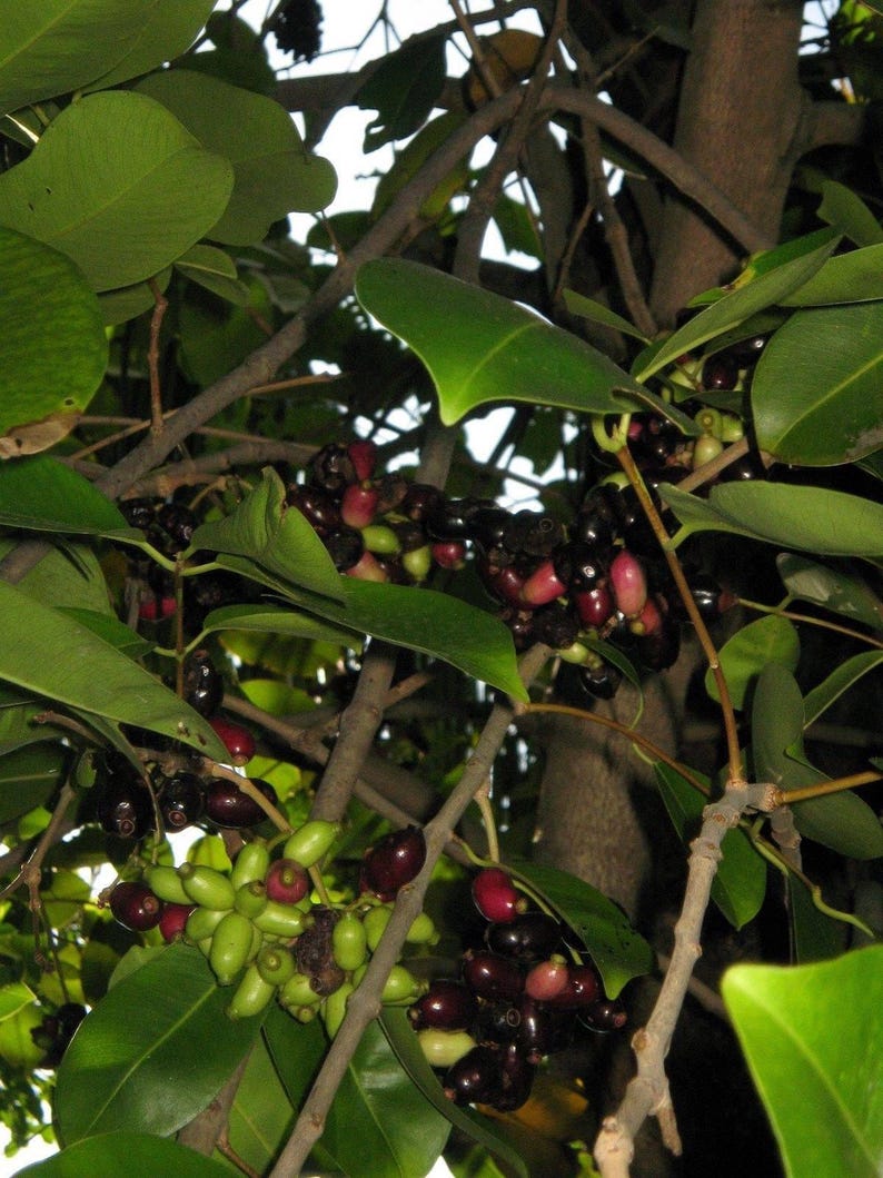 Duhat Fruit Plant - 3 Gal Pot - Syzygium cumini - Tropical Jambul Tree - Philippine Fruit - Live Plant with Strong Roots