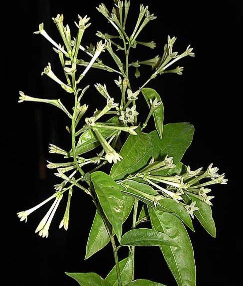 Night Blooming Jasmine Plant – 2-3 Feet – Fragrant Cestrum nocturnum Live Plant in 3-Gallon Pot