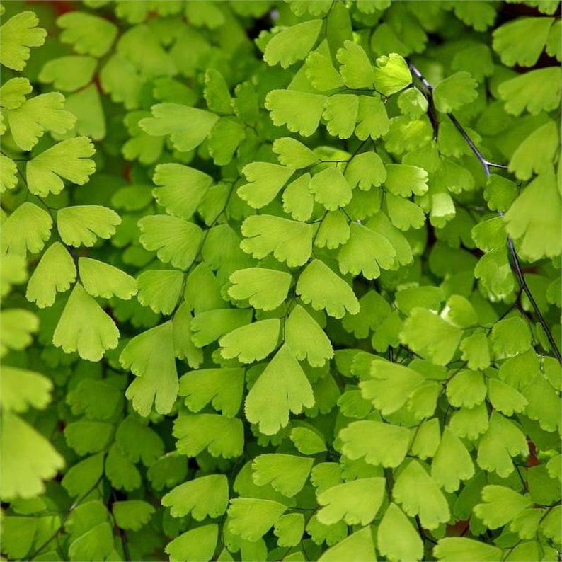 Southern Maidenhair Fern Plant - 6" Pot - Adiantum capillus-veneris - Live Indoor/Outdoor Fern for Shade Gardens