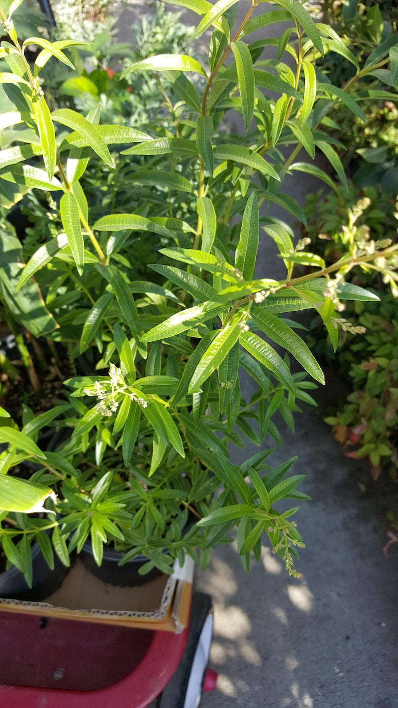 Lemon Verbena Plant in 6-Inch Pot - Aromatic Herb Aloysia triphylla for Culinary & Gardening