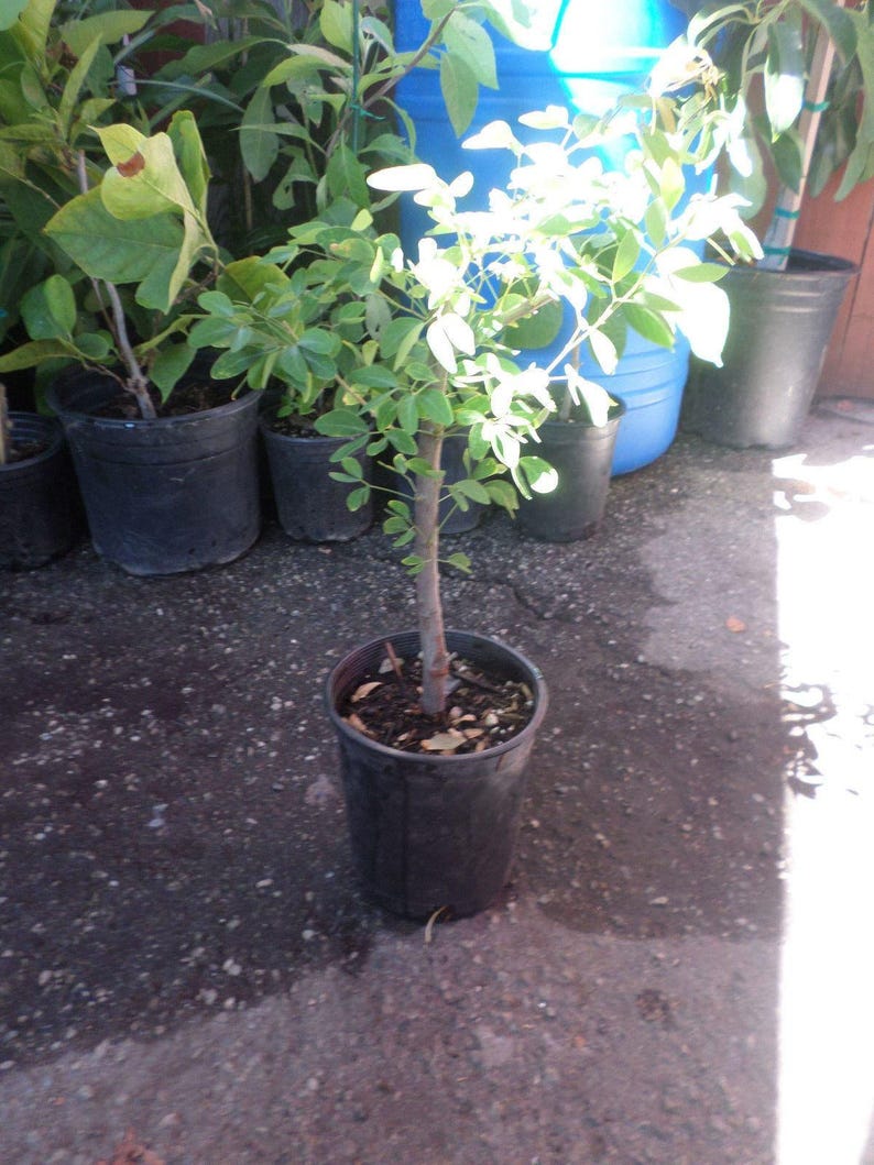 Guamuchil Plant - 1 Foot Tall Pithecellobium dulce in 6" Pot - Edible Sweet Pods & Ornamental Tree