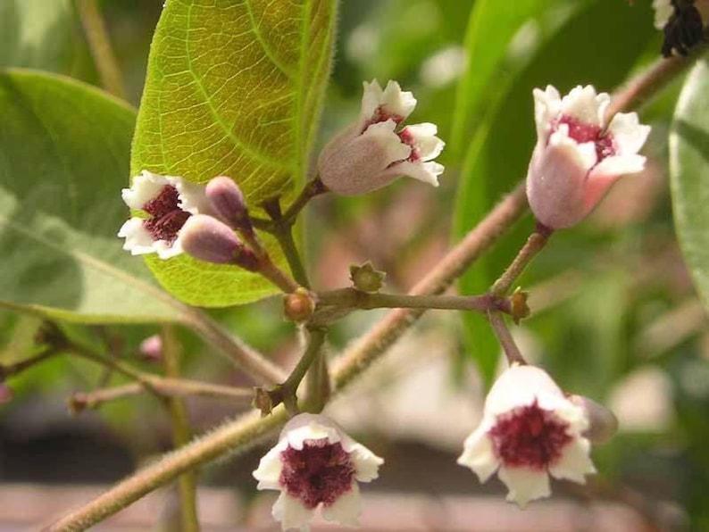 Live Paederia foetida L. Plant – 1 Gal Pot – Aromatic Lã Mơ Tam Thơ – Edible & Ornamental Garden Plant