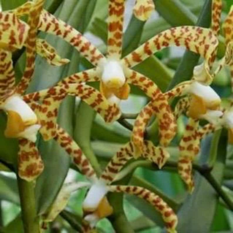 Scorpion Orchid in 4" Pot | Arachnis Aranda Exotic Spider-Like Flowers Indoor Plant for Home Decor