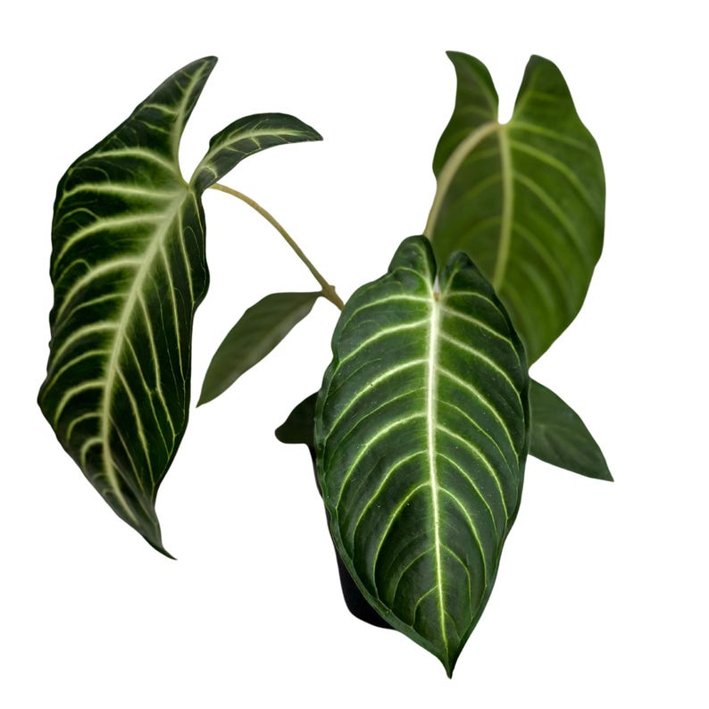 Xanthosoma Lindenii Live Plant, Tropical Foliage, Rooted Indoor Houseplant in 4-Inch Pot, White Veined Green Leaves