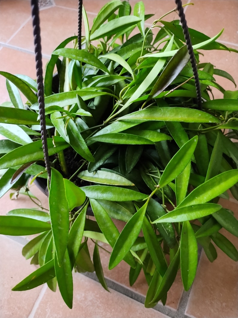 Hoya Wayettii Plant – Small Rooted Houseplant + Free Cutting – Low Maintenance Indoor Vining Plant (Hoya spp.)
