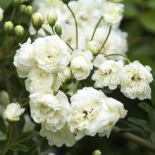 White Lady Banks Climbing Rose - 3 Gallon Pot - White Flowers - Rosa banksiae