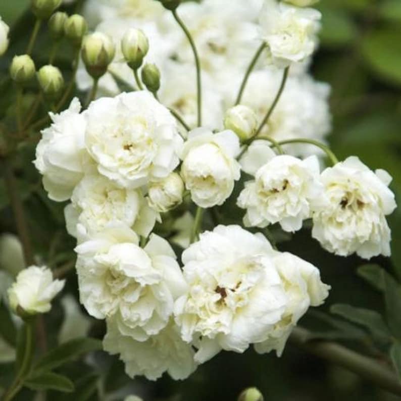 White Lady Banks Climbing Rose - 3 Gallon Pot Rosa banksiae Spring to Summer Blooms Full Sun to Part Shade