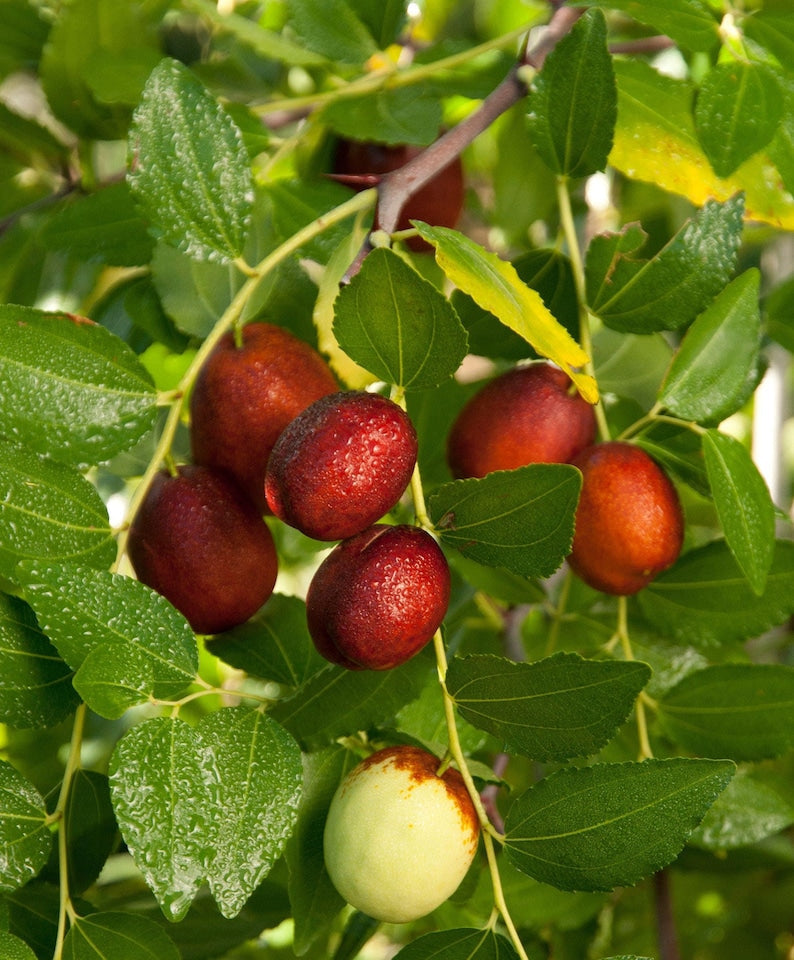 Shanxi Li Jujube Tree Grafted 3-4 ft Tall, 3-Gallon Pot, Self-Fruitful, Sweet Apple Flavor, USDA Zones 5-9