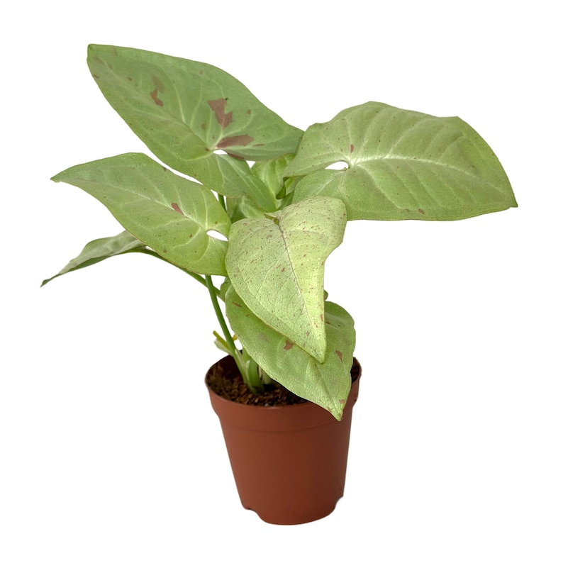 Syngonium Milk Confetti Live Plant | Rooted 2-Inch Pink Variegated Arrowhead Houseplant for Indoor Decor