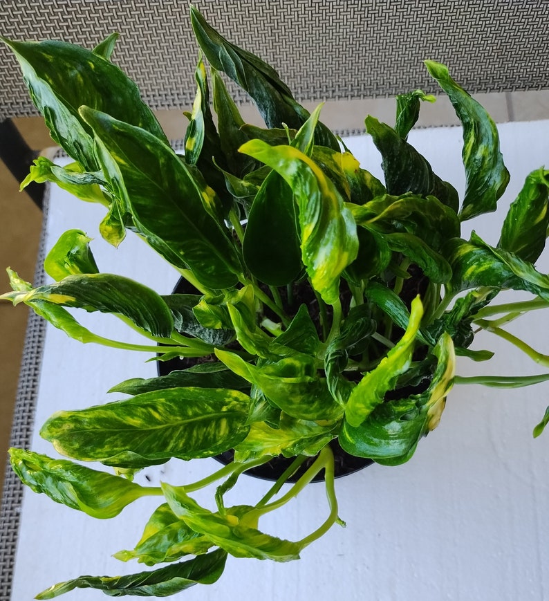Rooted Plant Cutting - Rare Shangri Plant + Free Bonus - Easy Care Indoor Houseplant - Vining, Low Maintenance