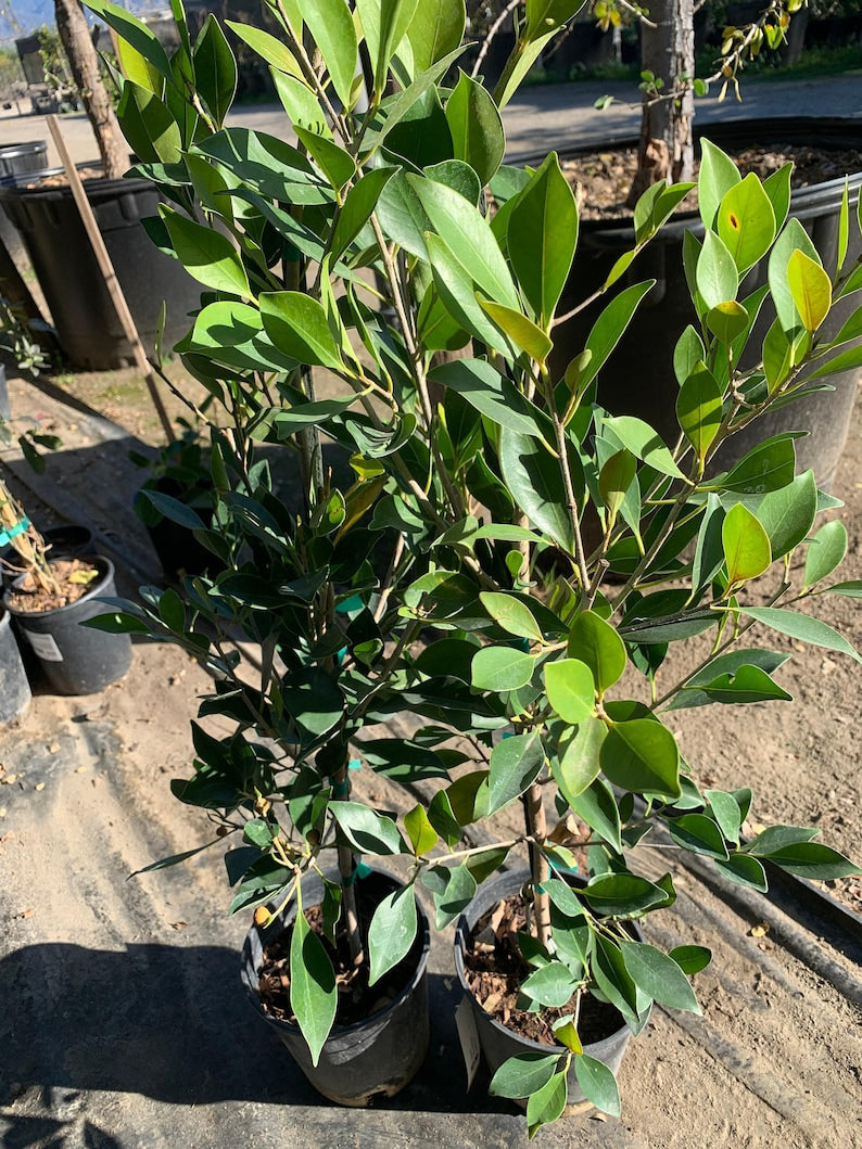 Ficus Microcarpa Live Plant in 6" Pot – Indoor/Outdoor Ficus Nitida, 2 Feet Tall Tropical Plant