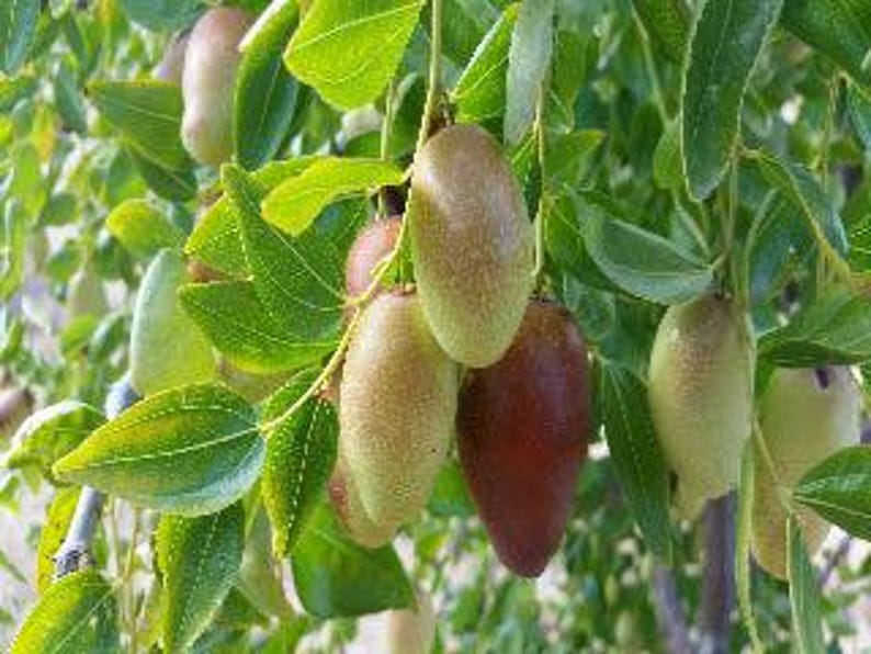 Grafted Jujube Tree GA866 - 2 Feet Tall Potted Ziziphus jujuba