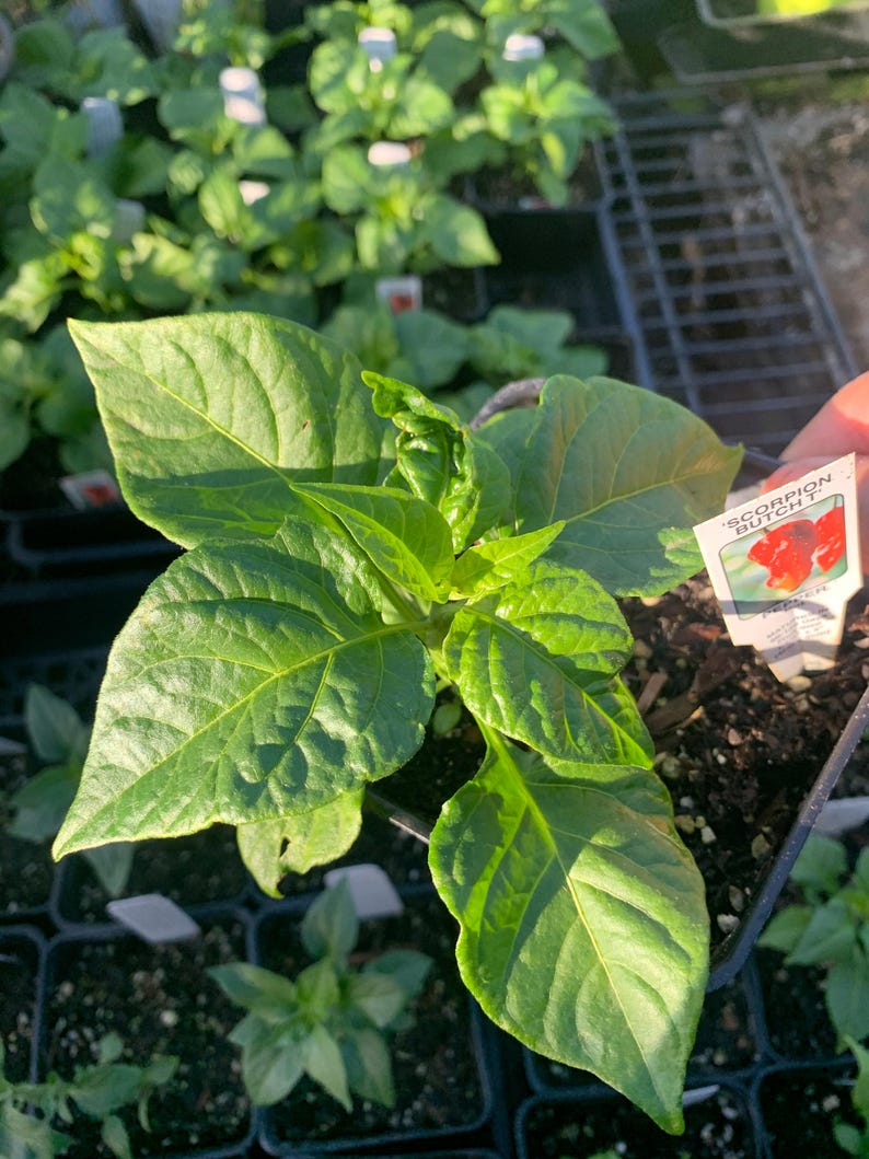 Scorpion Butch T Pepper Plant in 3" Pot – Capsicum chinense, Hot Chili Pepper for Garden or Indoor Growth