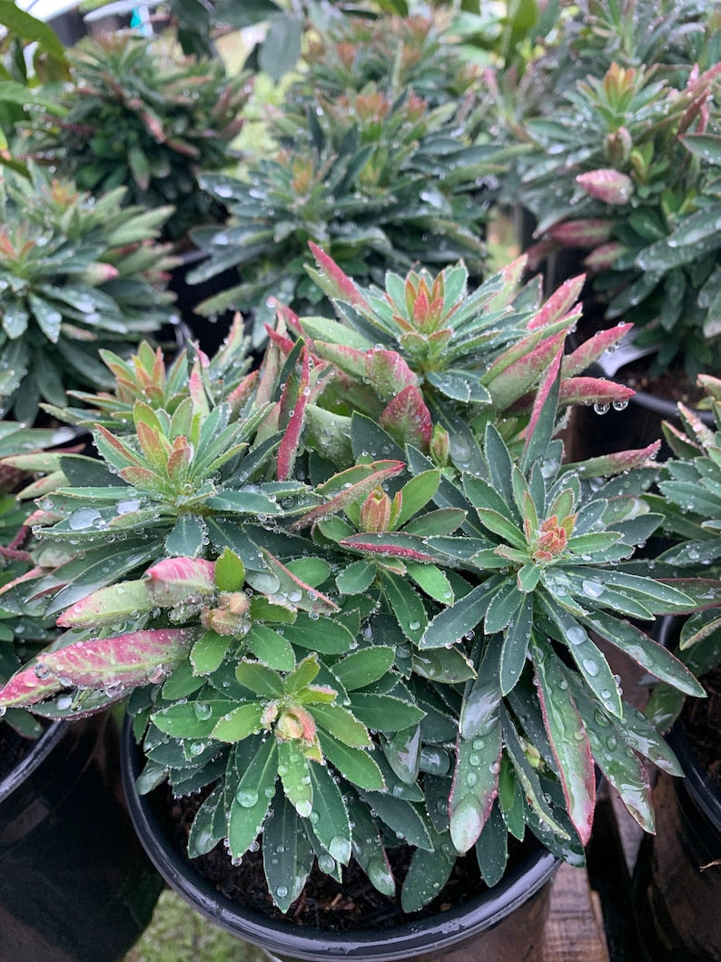Euphorbia Plant Tiny Tim - Live Succulent in 6" Pot - Euphorbia martini - Drought-Tolerant Indoor Outdoor Plant