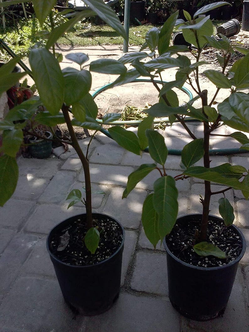 Ficus racemosa Plant – 2 to 3 Feet Tall Cluster Fig Tree in 3-Gallon Pot – Indoor Outdoor Tropical Plant