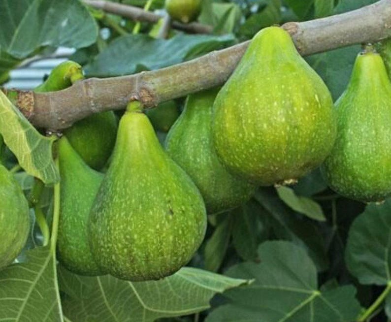 Fig Plant 1-2ft 'Desert King' Live in 6” Pot - Ficus carica with Green Fruit & Strawberry Interiors