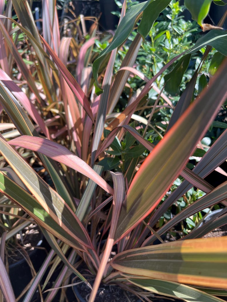 Phormium Plant 1 Foot Tall in 6" Pot – Assorted Varieties, New Zealand Flax, Hardy, Drought Tolerant, Container Plant