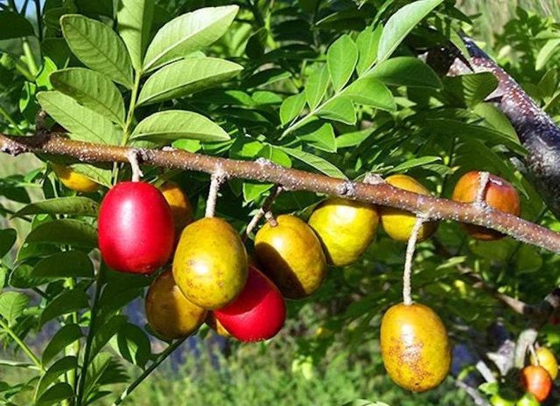 Red Hog Plum Plant - 1ft Tall with Bigger Trunk - Spondias purpurea in 6" Pot