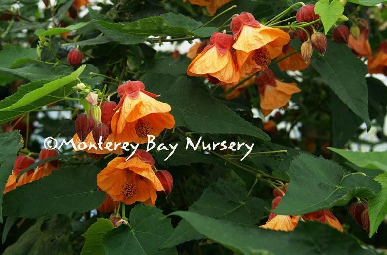 Abutilon 'Apricot' Live Plant 1-2ft in 6” Pot - Soft Apricot Flowers, A. megapotamicum Hybrid