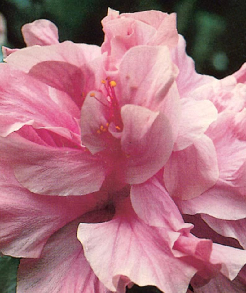 Kona Improve Hibiscus Plant 3 Gal Pot - 2ft Tall with Large Puffy Pink Flowers