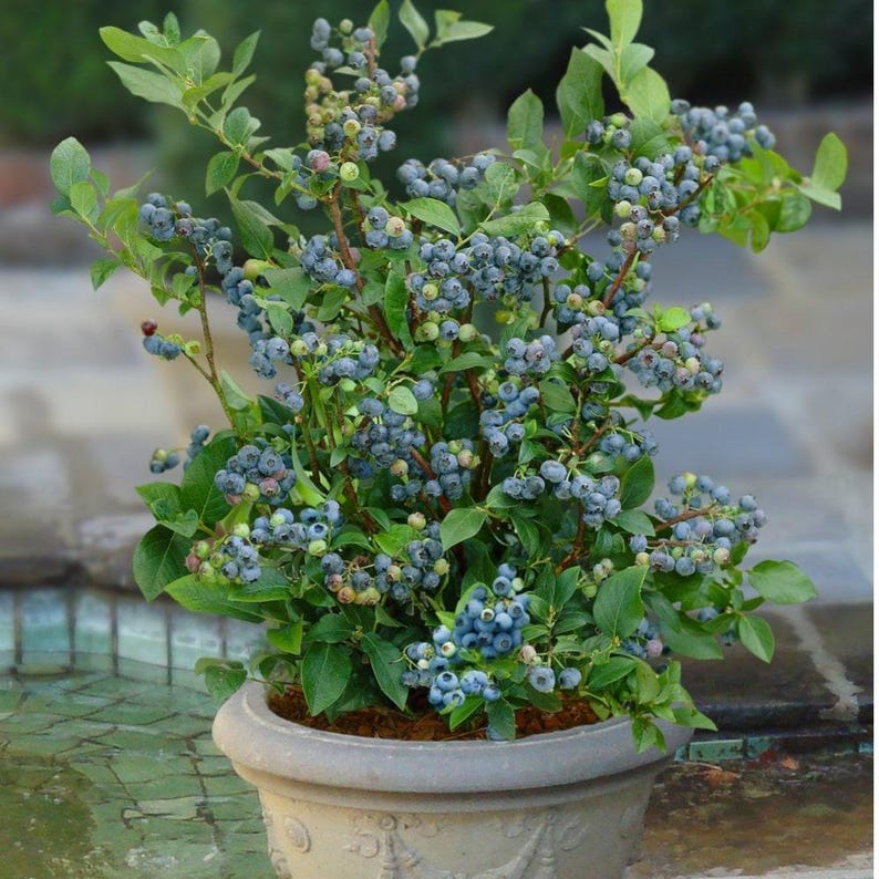 Blueberry Plant - 6-Inch Pot - Sunshine Blue Variety - Vaccinium corymbosum - Semi-Dwarf Evergreen with Pink Flowers