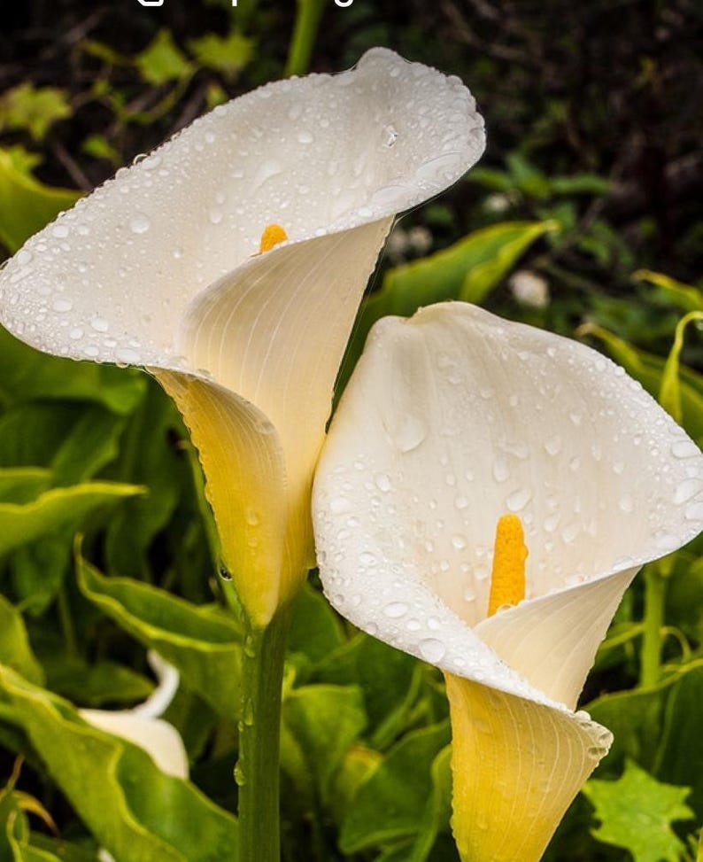 Giant White Calla Lily Plant 1 Gallon Pot - Zantedeschia aethiopica with Large Blooms and Spotted Leaves