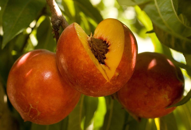 Nectarine Tree Double Delight - 3 Gallon Pot - Prunus persica - Sweet Yellow Fruit & Pink Flowers