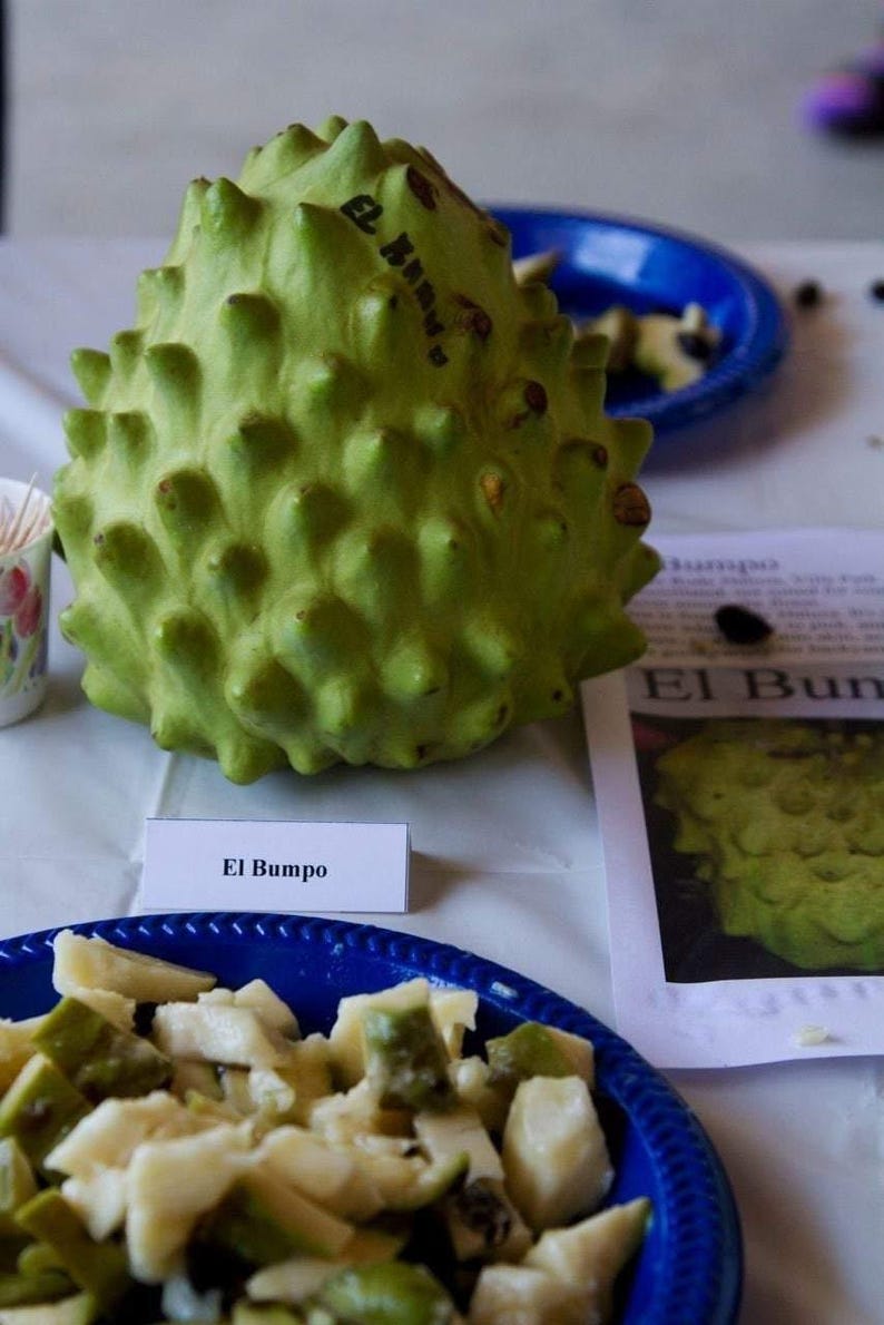 Cherimoya Tree El Bumpo - Grafted 3 Gal Pot - Annona Cherimola Live Plant