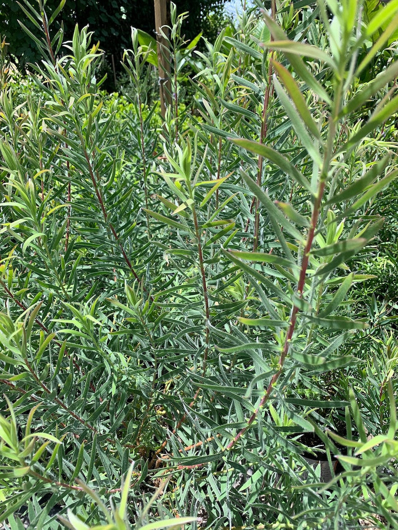 Leucadendron 'Little Red' Live Plant 1-2ft in 6" Pot - Evergreen Shrub with Red & Cream Flowers