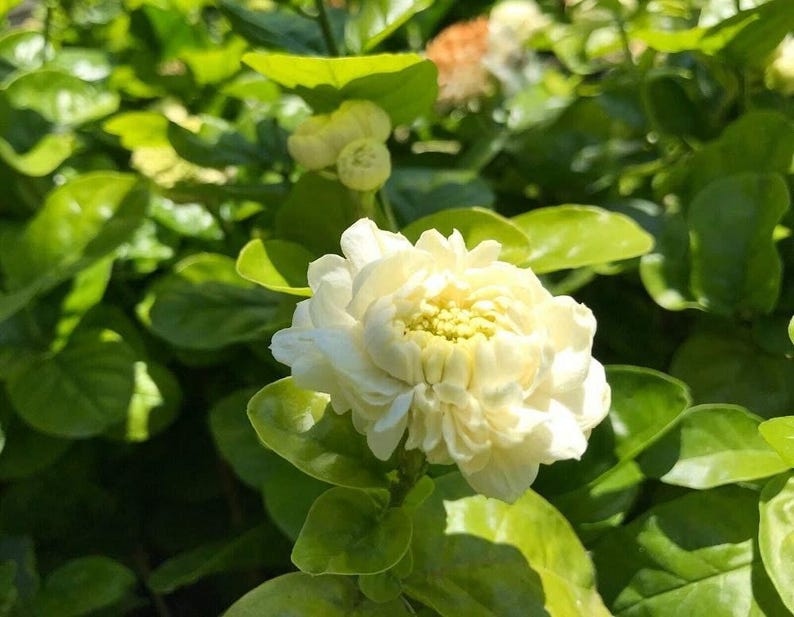 Grand Duke Jasmine Live Plant 1ft Tall - Jasminum sambac in 1-Gallon Pot