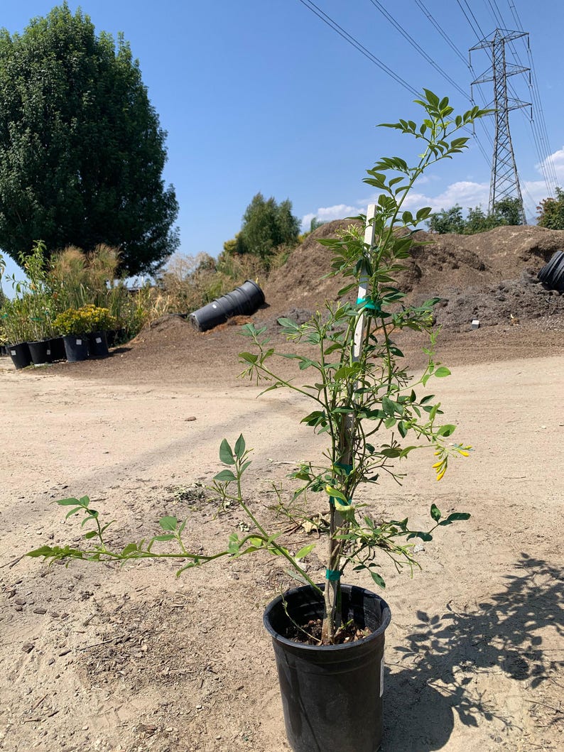Live Jasmine Plant 2ft - Jasminum humile ‘Revolutum’ - Fragrant Yellow Flowering Evergreen in 6” Pot
