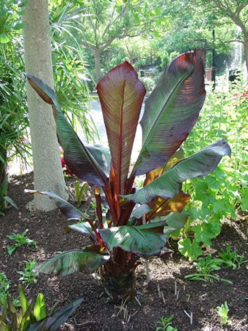 Red Leaf Banana Plant - 1 Gallon Pot - Ensete ventricosum 'Maurelii' - Tropical Foliage for Patio Gardens