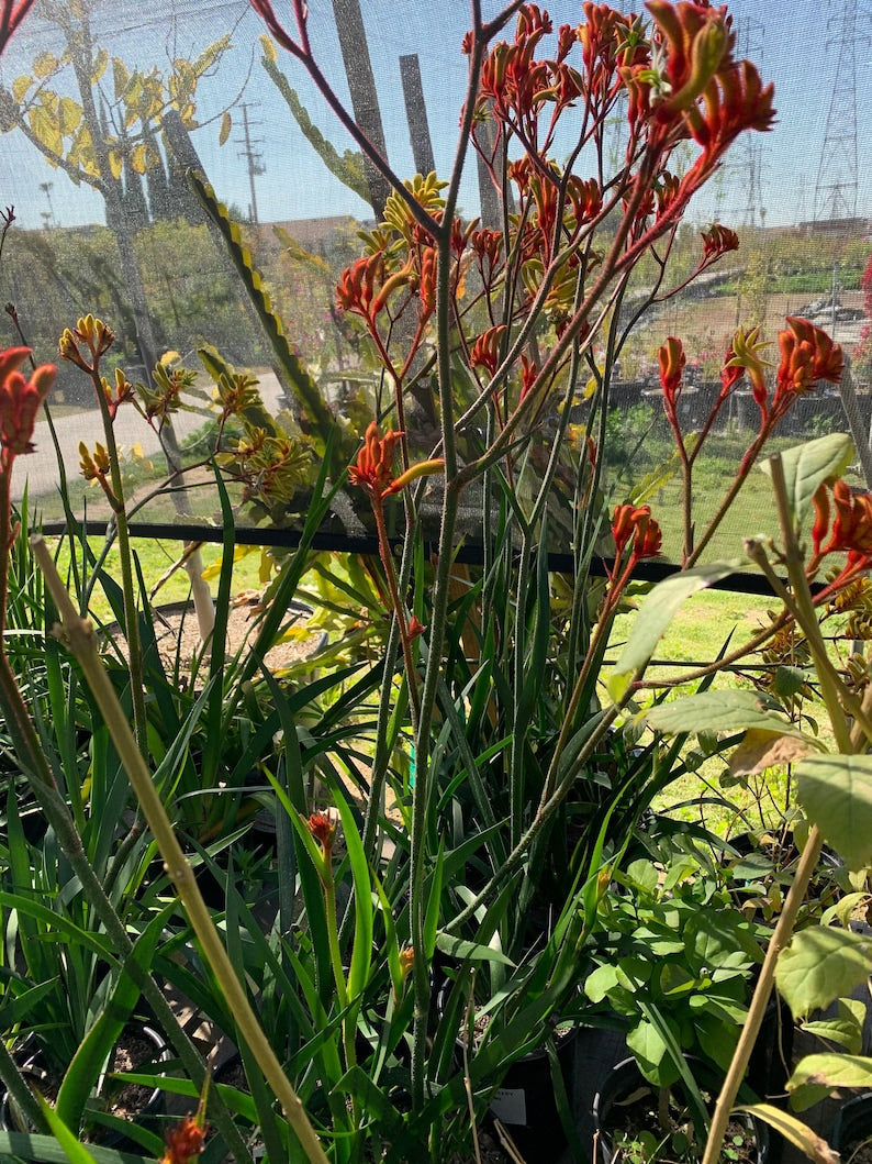 Anigozanthos Velvet Amber Live Plant in 1-Gallon Pot – Kangaroo Paw with Vibrant Orange & Yellow Flowers, Australian Native