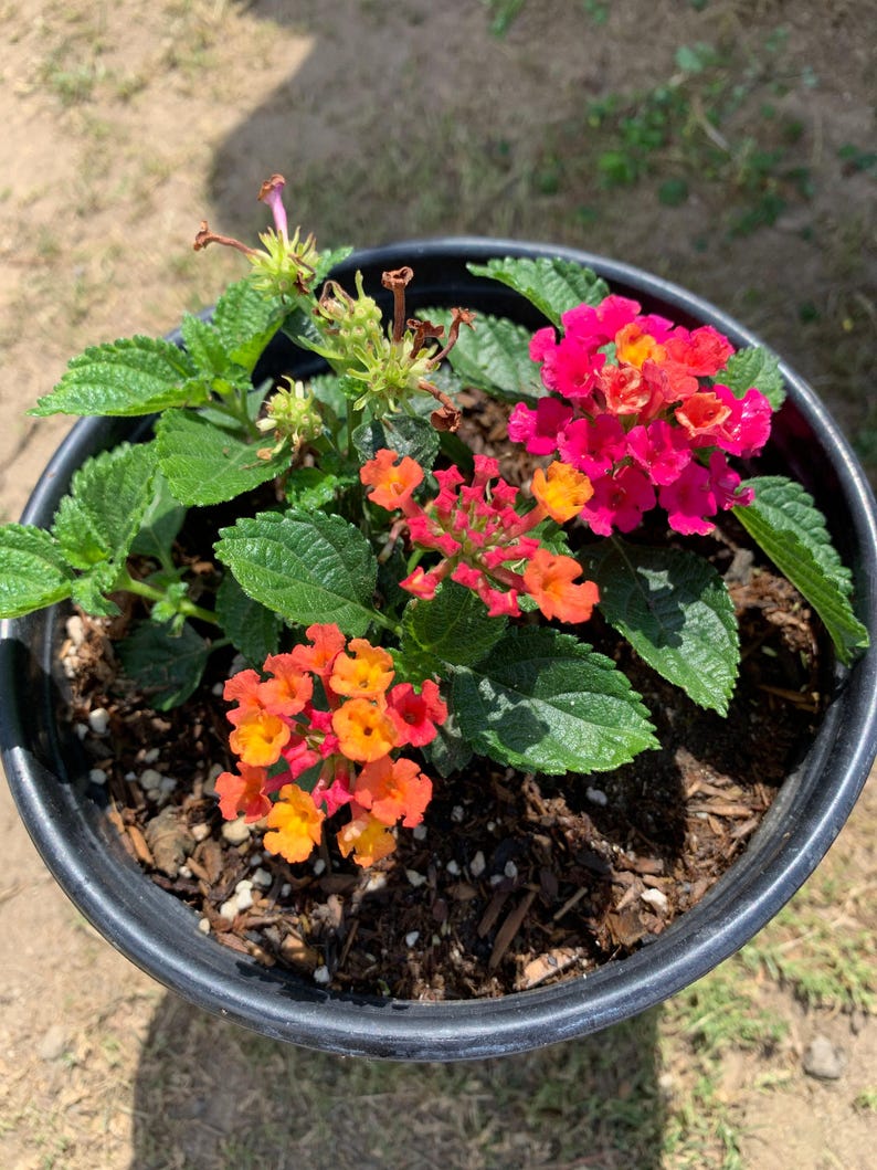 Lantana Cherry Sunrise Live Plant - 1 Gallon Pot with Vibrant Yellow & Orange Flowers