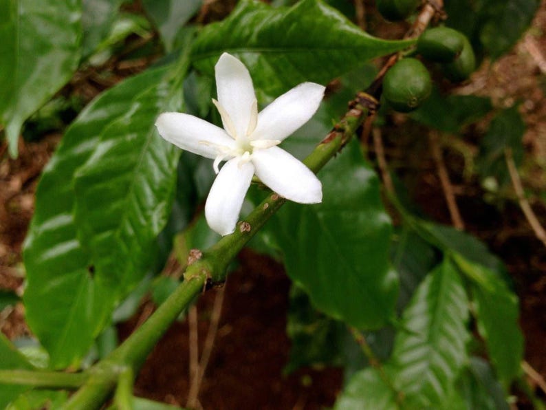 Arabica Coffee Plant - 4" Pot - Coffea arabica with Glossy Green Foliage & Jasmine Flowers