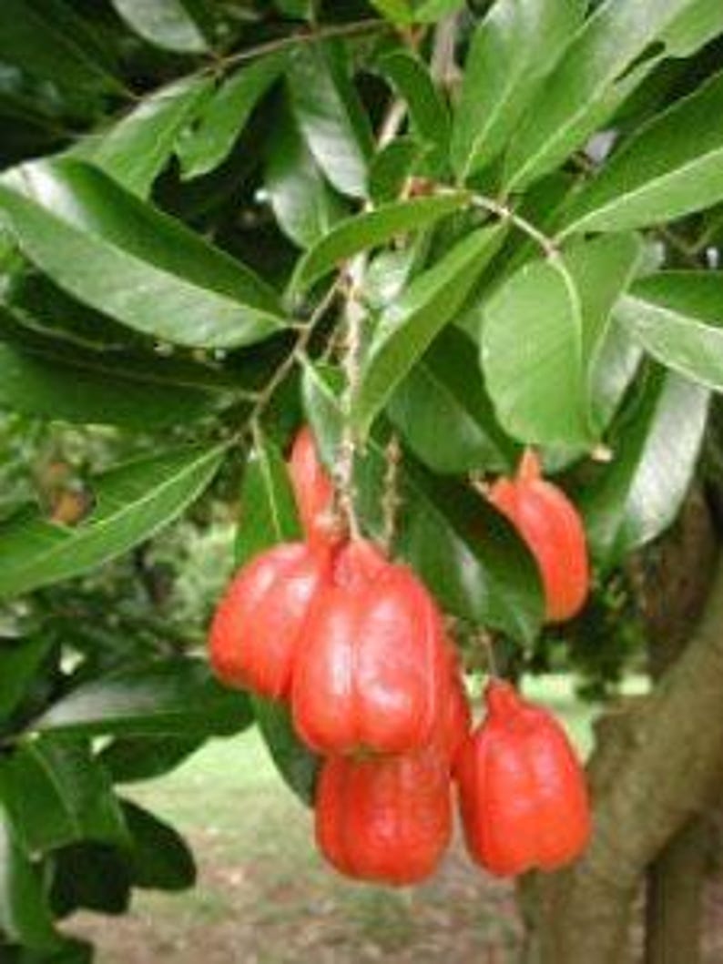 Akee Tree 3 Gallon Pot - Fast-Growing Evergreen Blighia sapida with Nutty Fruit