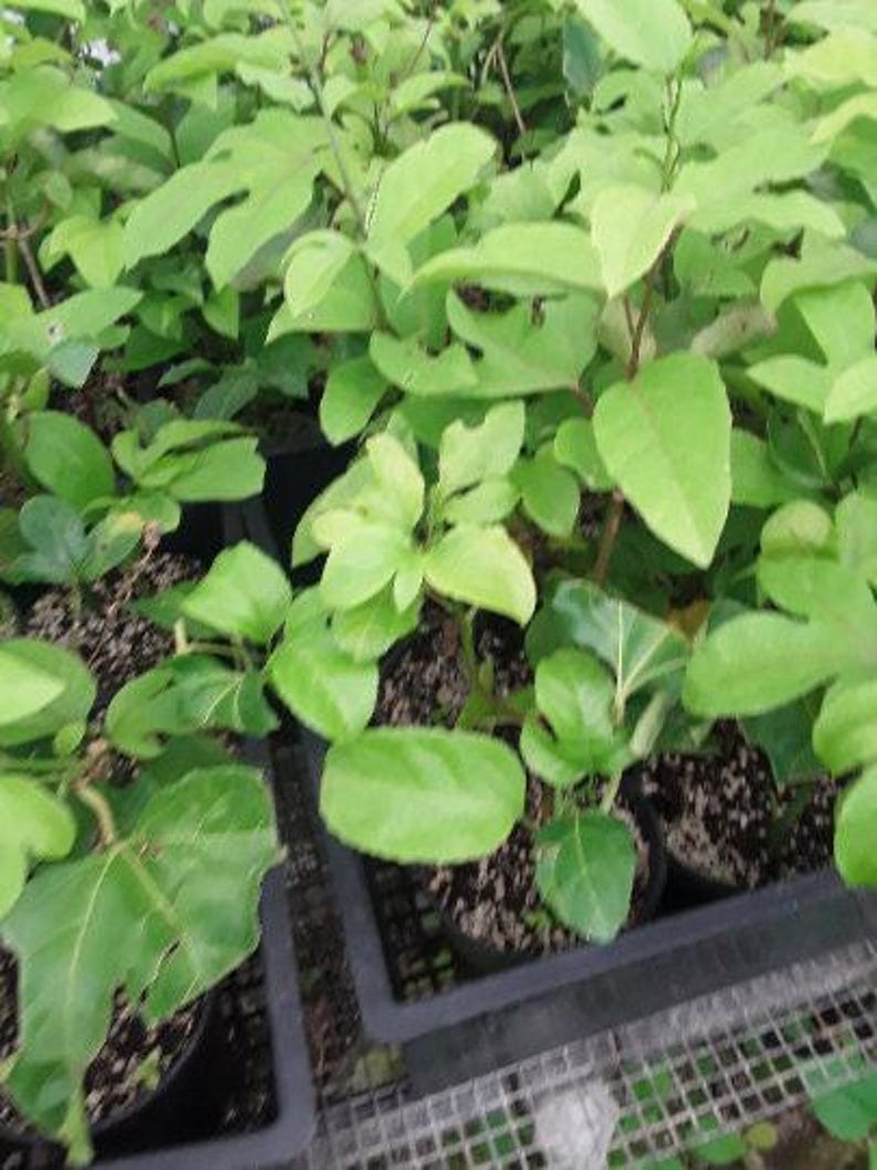 Yellow Passion Fruit Starter Plant - Passiflora edulis f. flavicarpa - 3 Inch Pot
